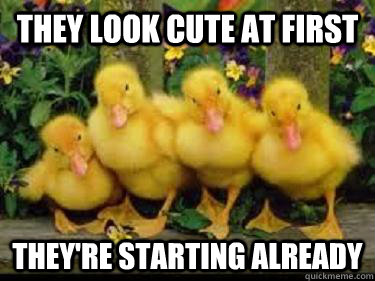 They Look Cute At First Funny Duck Meme