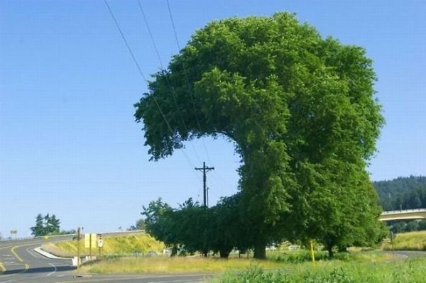Tree As Funny Shape