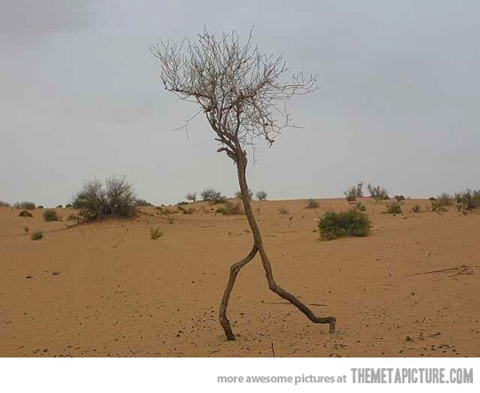 Tree Running In Desert Very Funny Image