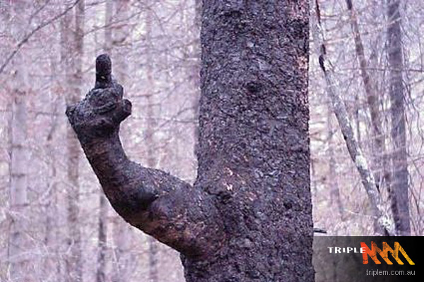 Tree Showing Middle Finger Funny Image