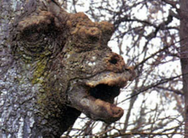 Tree With Animal Face Funny Picture