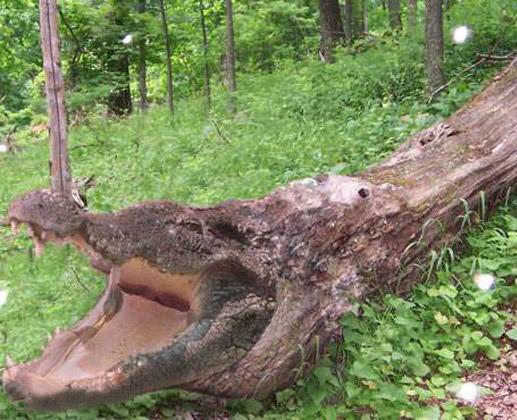 Tree With Crocodile Face Funny Image