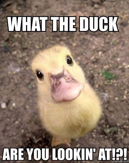 What The Duck Are You Lookin' At Funny Duck Meme