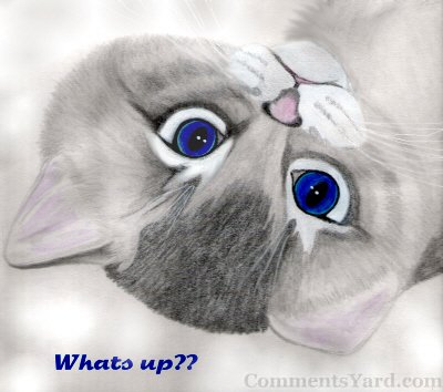 Whats Up Blue Eyes Cat Picture