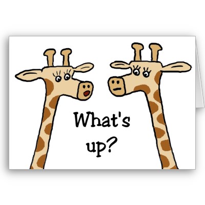What's Up Giraffe Couple Picture