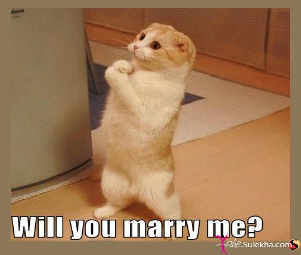 Will You Marry Me Cute Cat Picture