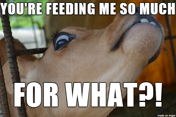 You Are Feeding Me So Much Funny Cow Meme
