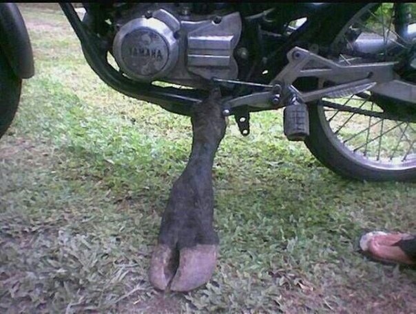 Bike With Animal Foot Stand Funny Picture