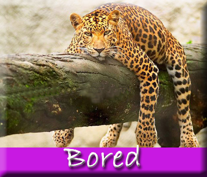 Bored Leopard On Tree