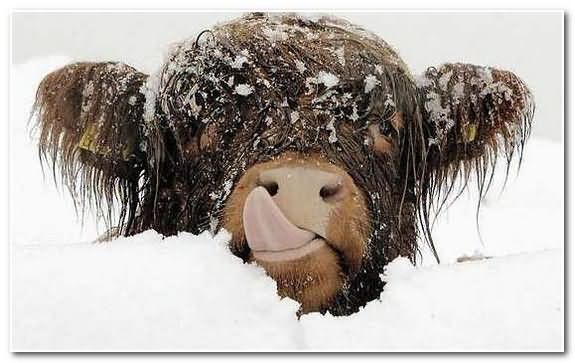 Bull In Snow Showing Tongue Funny Picture