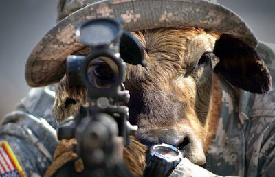 Bull Shooting Gun Funny Image