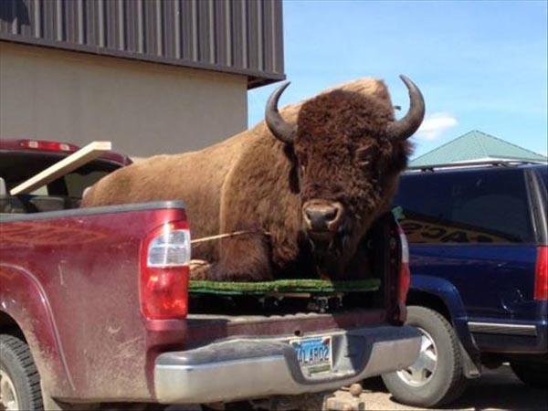 Bull Sitting In Minitruck