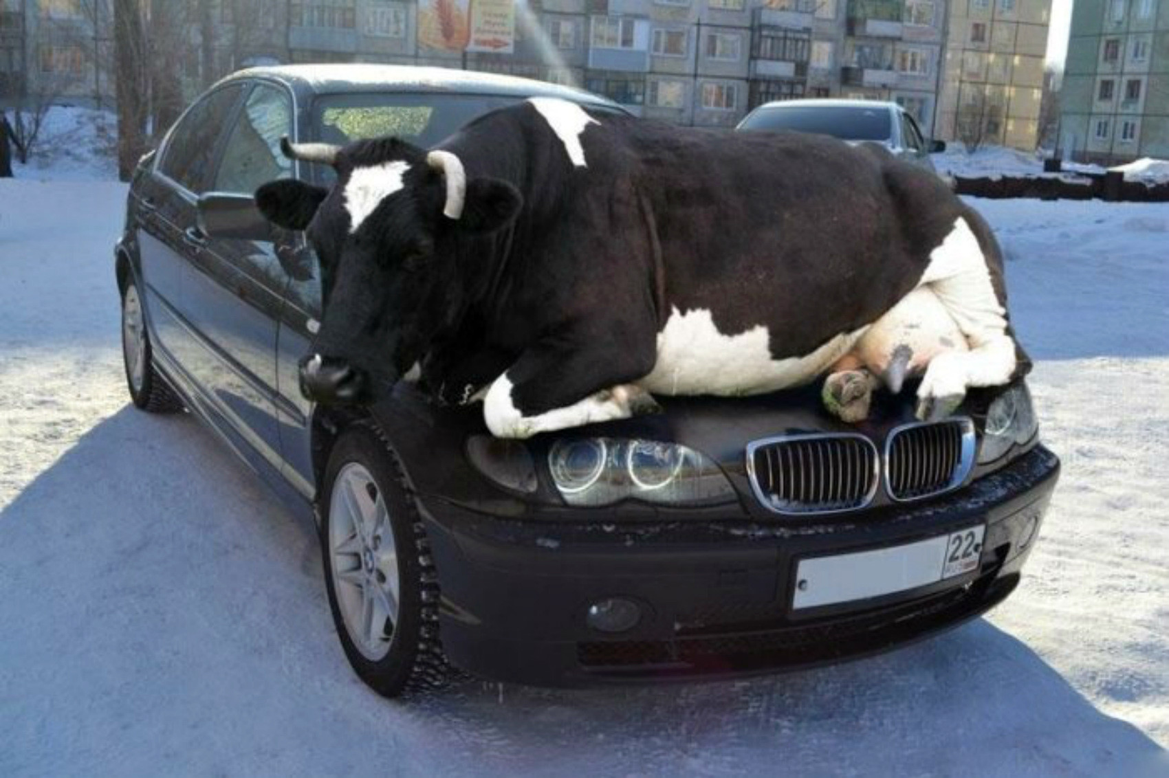 Bull Sitting On Car Bonnet Funny Picture