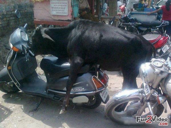 Bull Trying To Ride Activa Funny Indian Picture