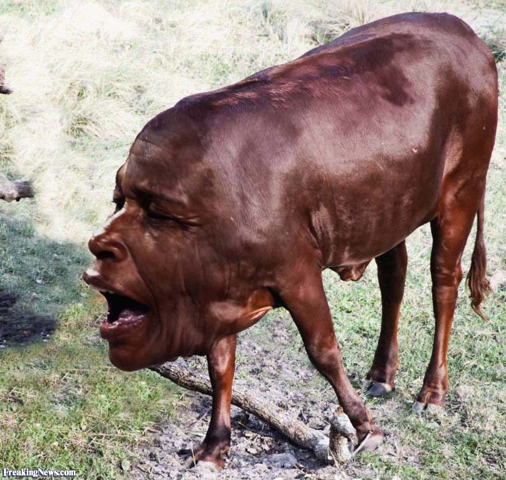 Bull With Man's Face Funny Picture