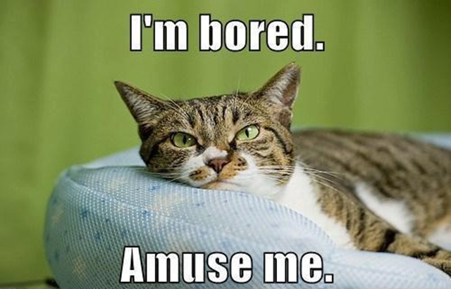 Cat Says I'm Bored Amuse Me