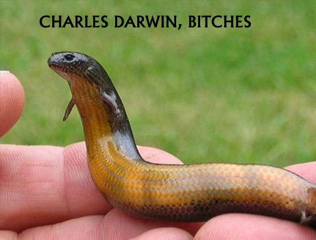 Charles Darwin Bitches Funny Snake