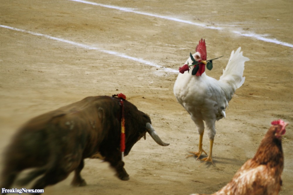 Chickens Vs Bull Funny Picture