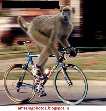 Chimpanzee Riding Bicycle Funny Picture