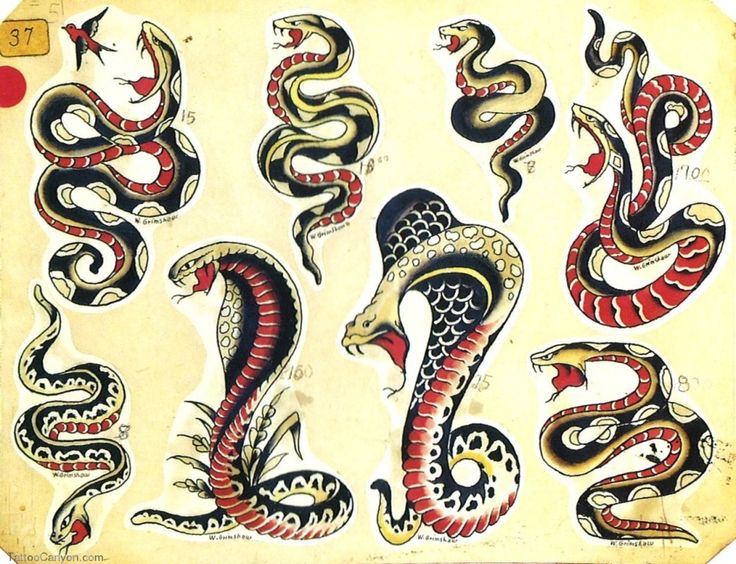Colorful Traditional Snake Tattoo Flash