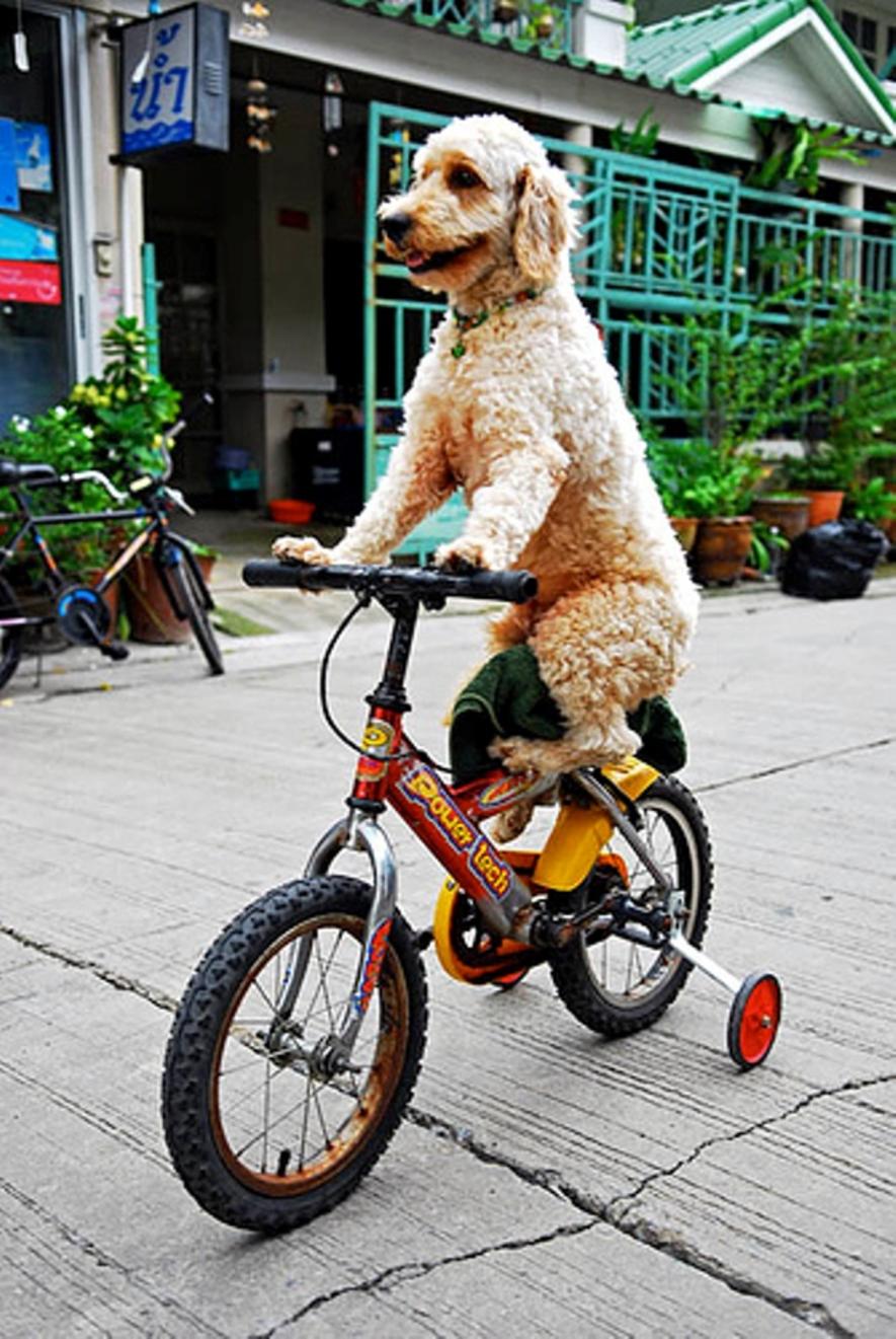 Dog Riding Bicycle Funny Picture