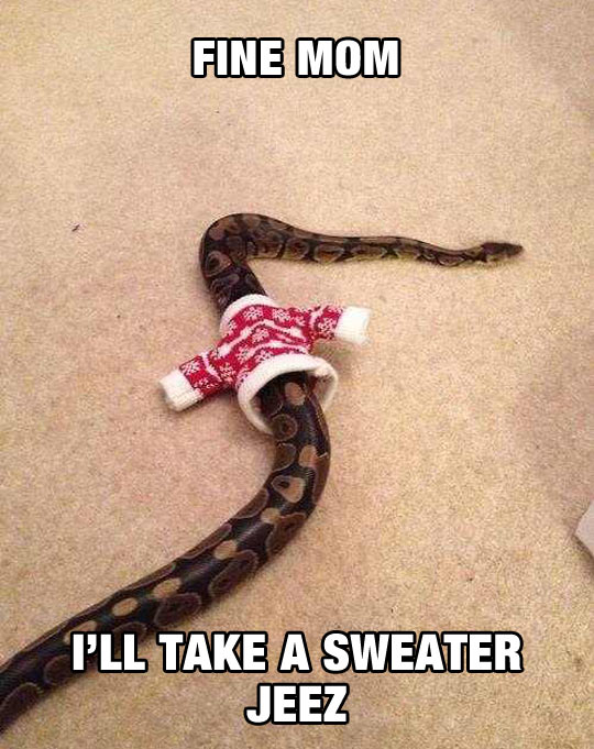 Fine Mom I Will Take A Sweater Funny Snake Meme