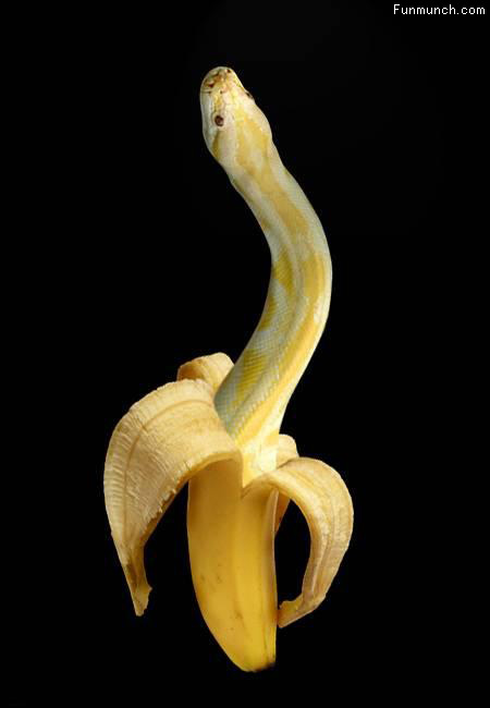 Funny Banana Snake Picture