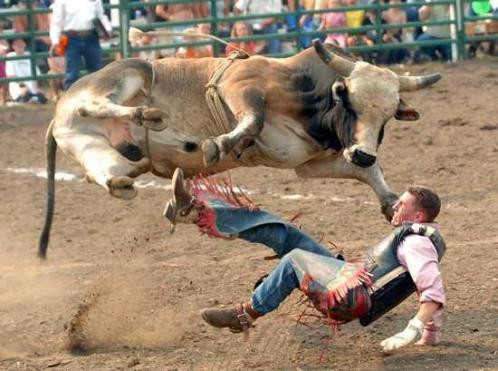 Funny Bull Fight Image