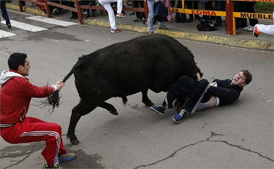 Funny Bull Fighting Picture