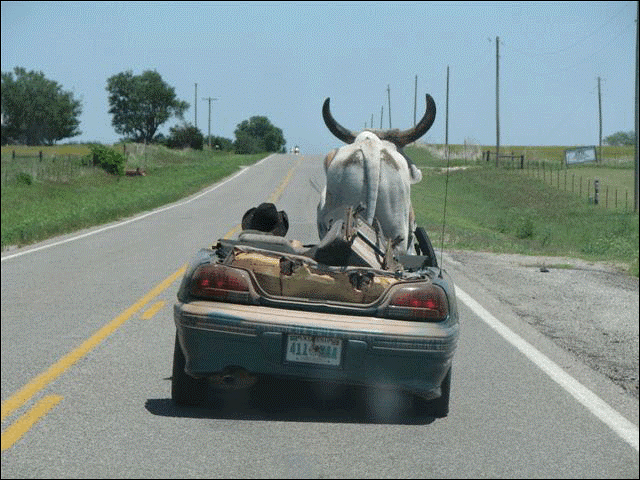 Funny Bull In Car