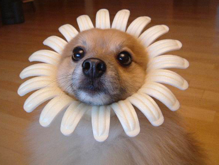 Funny Flower Doggy Picture