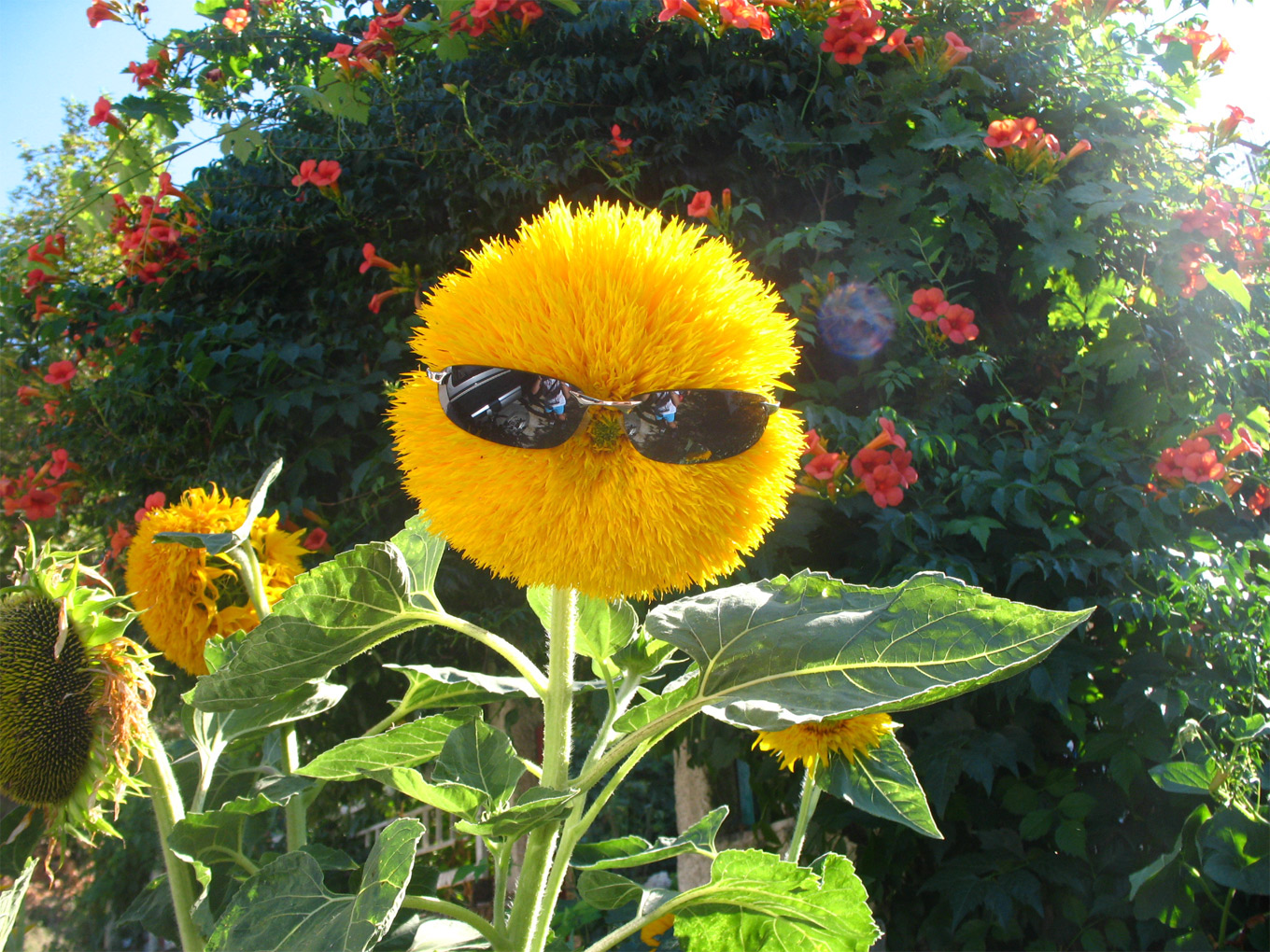 Funny Flower With Sunglasses