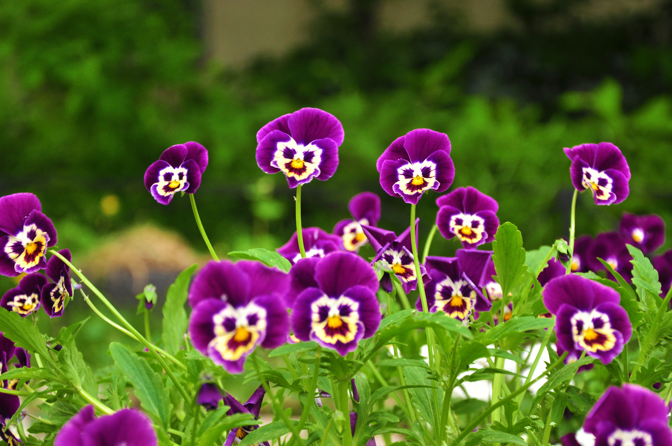 Funny Flowers Anger And Smiling Face