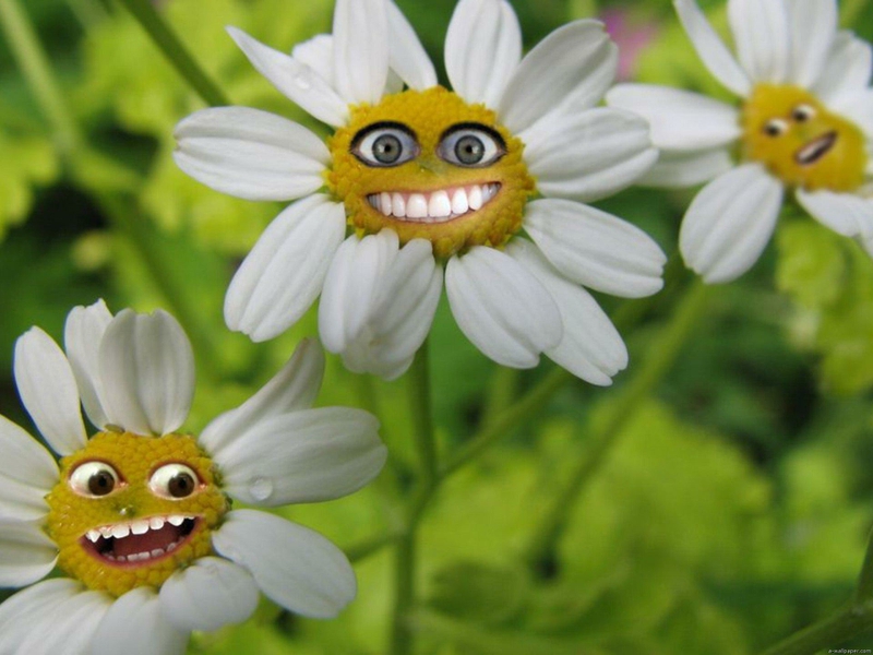 20 Very Funny Flower Pictures And Photos