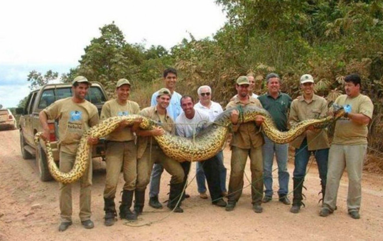 Funny Giant Snake