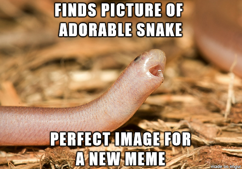 Funny Little Snake Picture