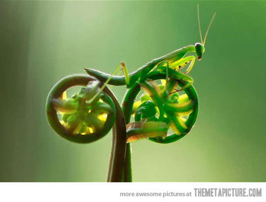 Funny Mantis Bicycle Picture