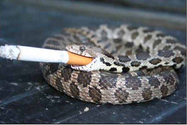 Funny Smoking Snake Picture