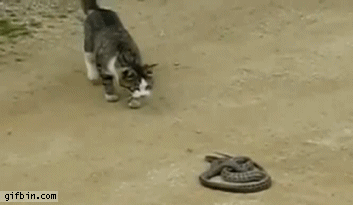 Funny Snake And Cat Fighting Gif