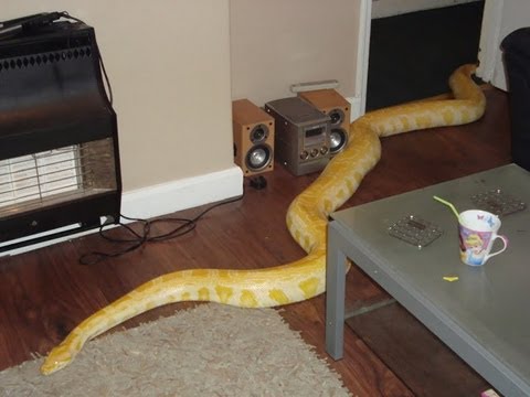 Funny Snake In Home
