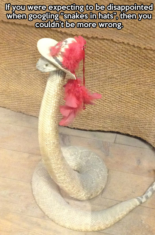 Funny Snake In Red Hat Costume Picture