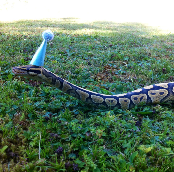 Funny Snake With Birthday Hat