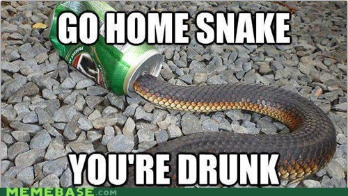 Go Home Snake You Are Drunk Funny Snake Meme