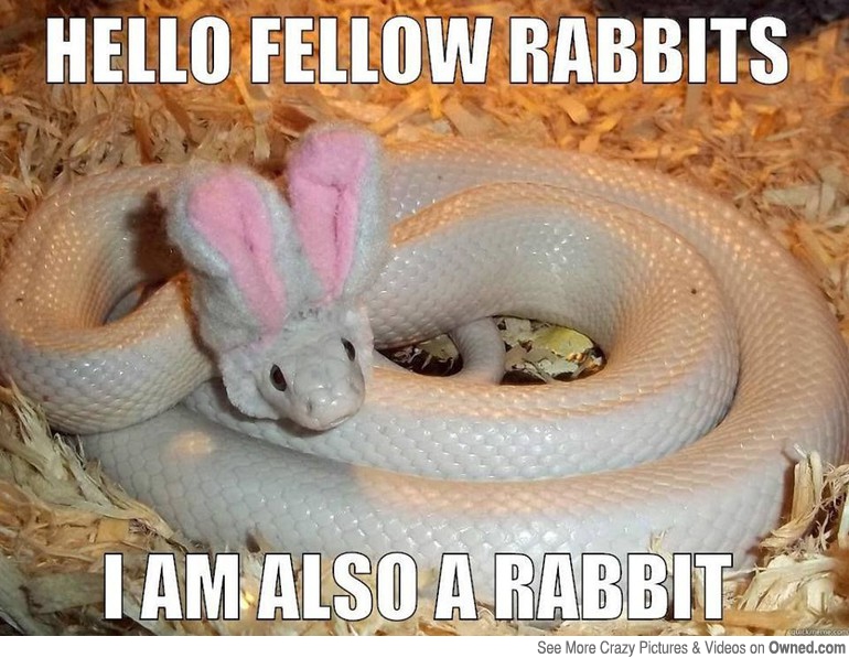 Hello Fellow Rabbits I Am Also A Rabbit Funny Meme