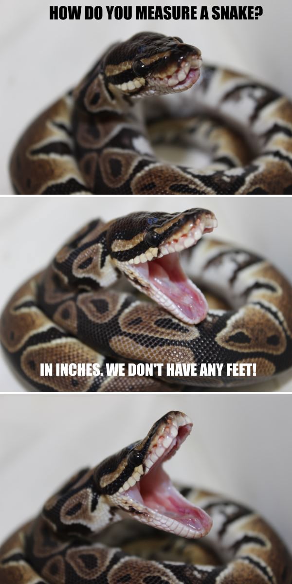 How Do You Measure A Snake In Inches We Don't Have Any Feet Funny Meme