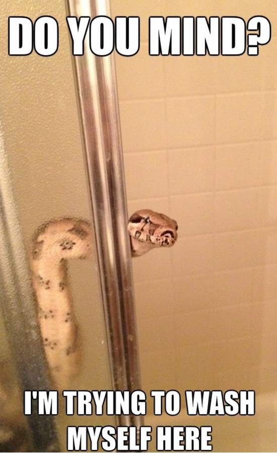 I Am Trying To Wash Myself Here Funny Snake Meme