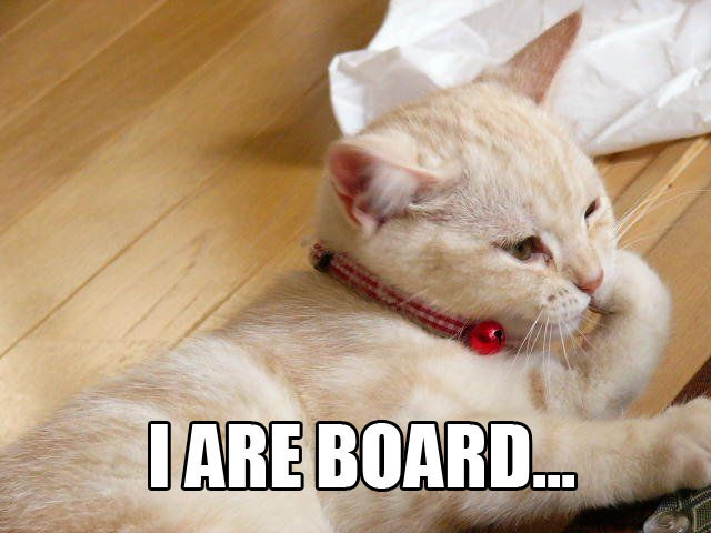 I Are Board Cat Picture