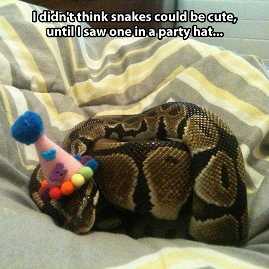 I Didn’t Think Snakes Could Be Cute Until I Saw One In A Party Hat Funny Caption