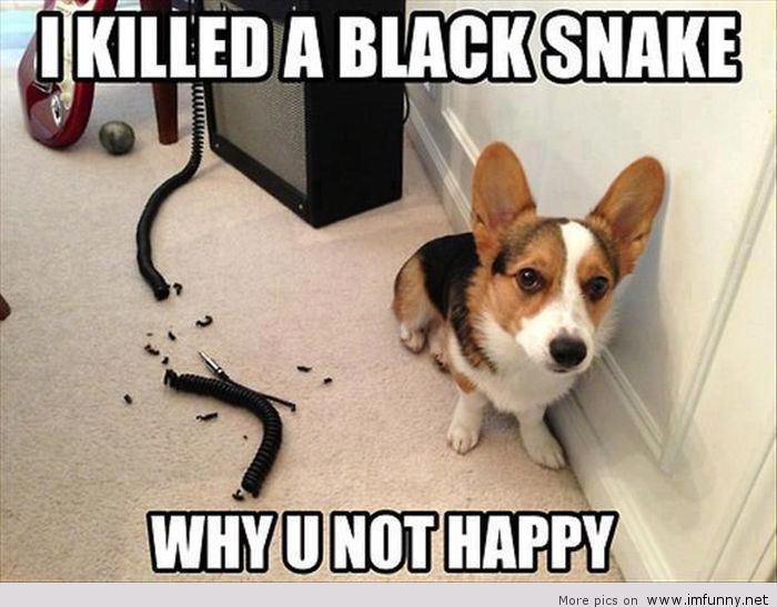 I Killed A Black Snake Funny Meme