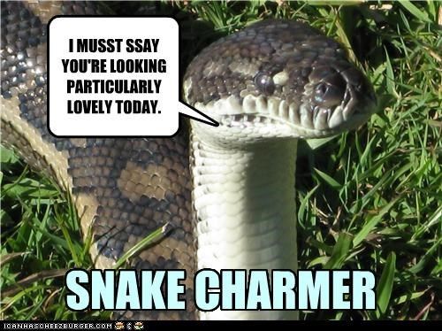 I Must Say You Are Looking Particularly Lovely Today Funny Snake